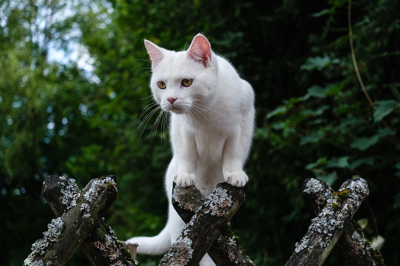 Understanding the Gentle Nature of the Exotic Shorthair